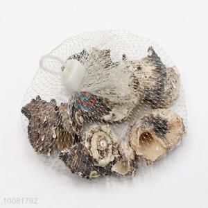 Popular Conch Crafts, Seashell Crafts