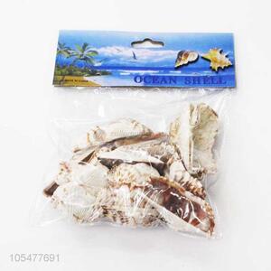 New Arrival Natural Ocean Shell Fashion Decoration