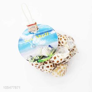 Latest Natural Sea Shell Best Shell/Conch Crafts