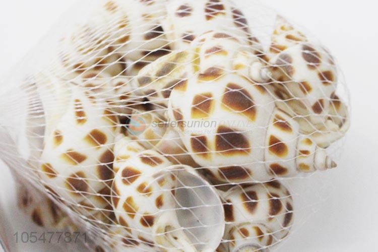 Latest Natural Sea Shell Best Shell/Conch Crafts