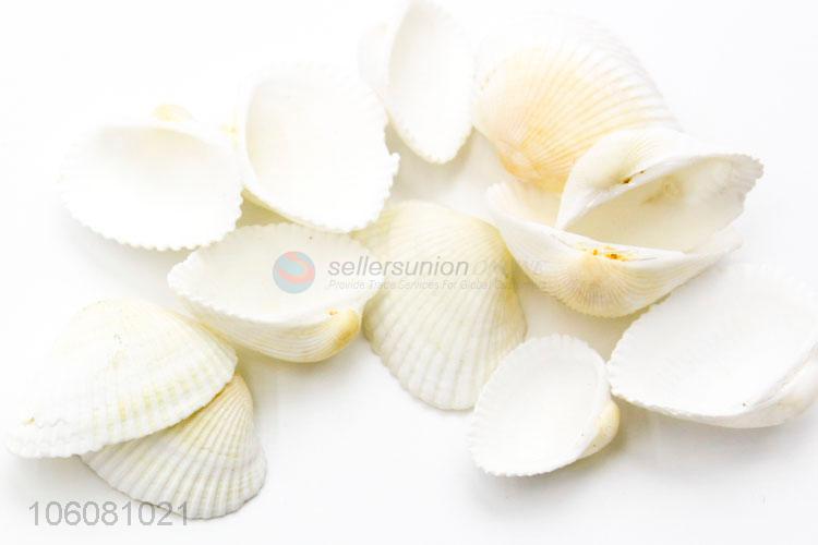 New design sea shells shell craft decor ornaments