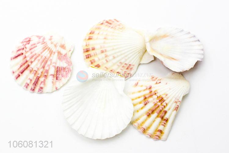 Wholesale sea shells shell craft aquarium nautical decor ornaments