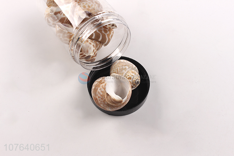 Low-priced sea view decorative spots Beihai Dongfeng snail