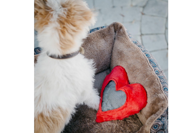 Good Christmas Gifts For Dogs