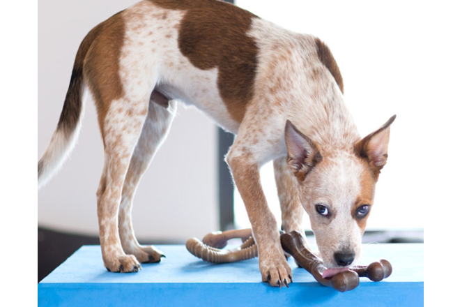 Good Christmas Gifts For Dogs