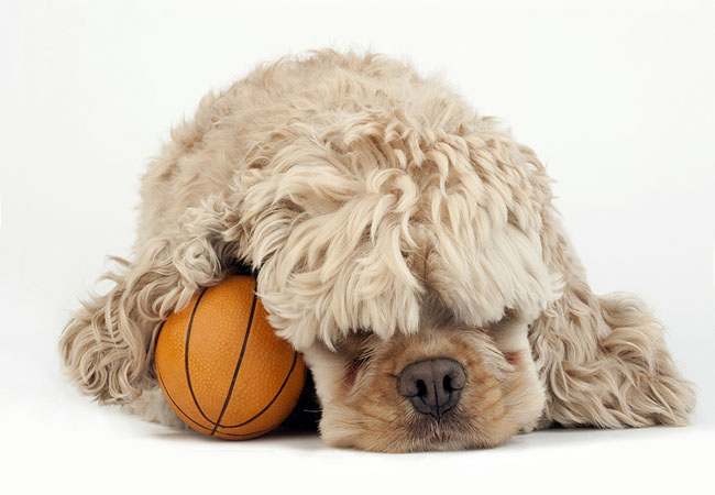 Good Advice for Buying Safe Dog Toys