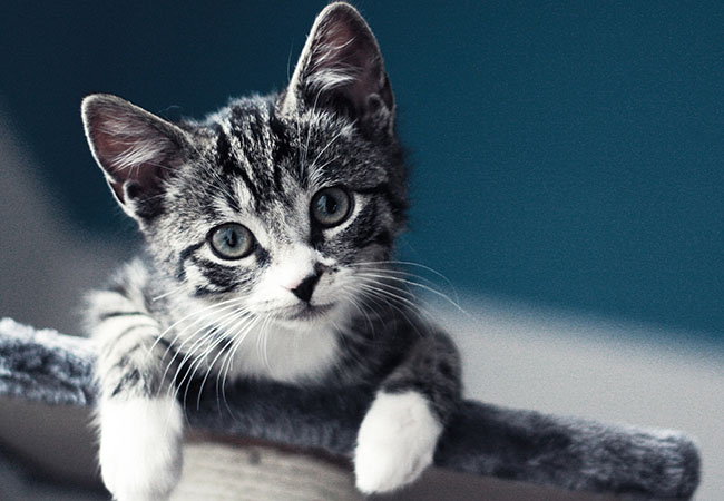 Suggestions on Brushing Short-Haired Cat