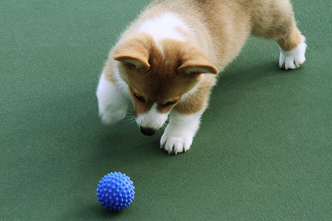 Buy Suitable Toys for Dogs